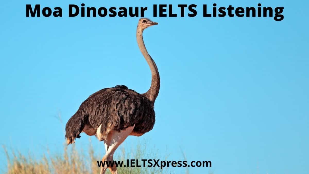 Moa Dinosaur IELTS Listening practice test