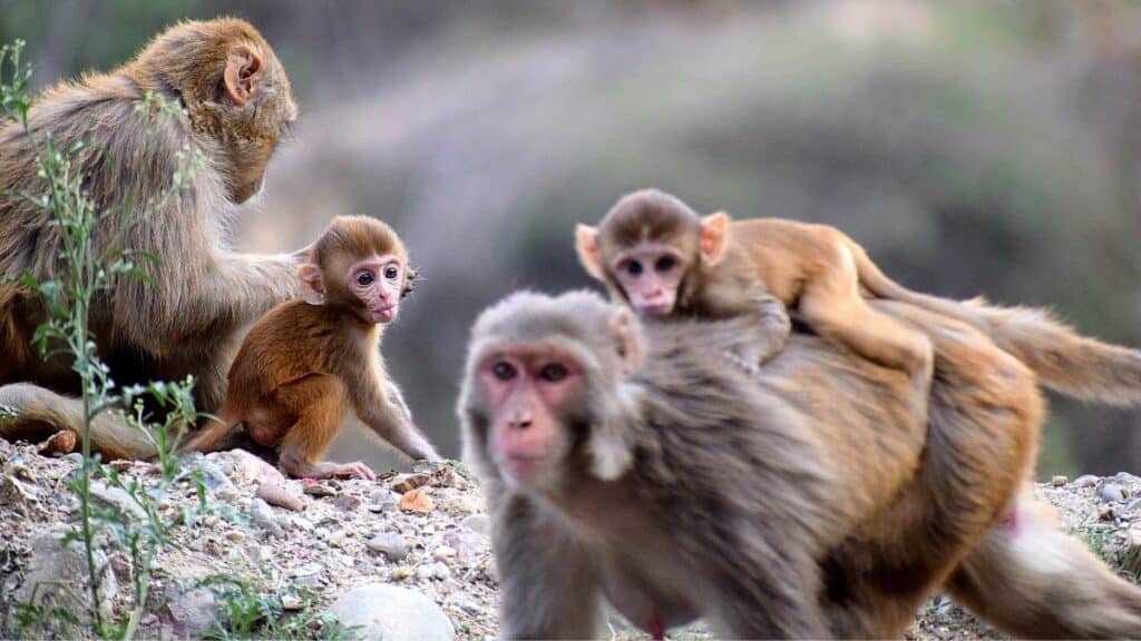 the return of monkey life ielts reading academic