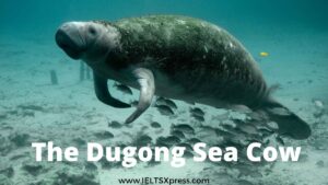 The Dugong Sea Cow IELTS Reading Academic