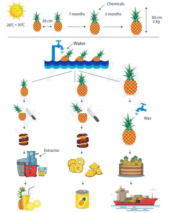 The process below shows the process of growing and making products from pineapple